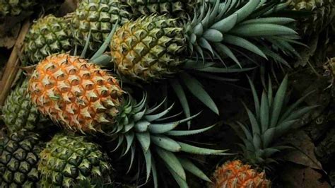 Ananas Maturo Come Fare Per Riconoscerlo E Portare A Casa Il Più Saporito