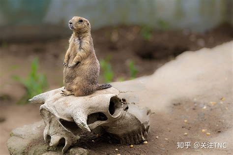 土拨鼠到底是谁 知乎