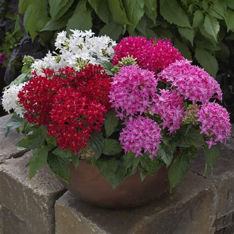Pentas Lanceolata Beebright Mix Muller Seeds