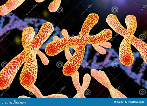 Menschliche Chromosomen Illustration Stock Abbildung Illustration