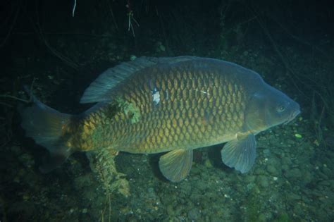 Carpa N Cyprinus Carpio Ficha De Pez