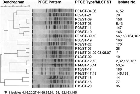 PFGE Dendrogram With The Corresponding MLST Sequence Types Of The