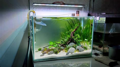 Membuat Aquascape Sederhana Low Budget Dari Batu Kali Youtube