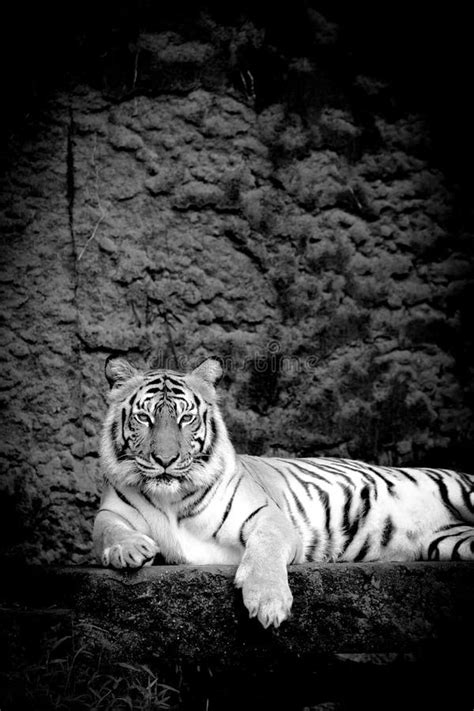 Tigre De Bengala Blanco Y Negro Foto de archivo - Imagen de grande ...