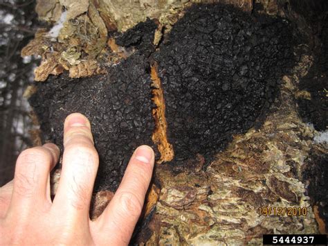 Clinker Polypore Inonotus Obliquus