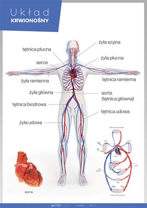 Uk Ad Krwiono Ny Anatomia Cz Owieka