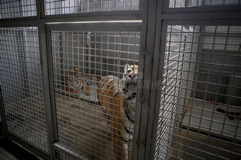 Siberian Tiger In Cage In Zoo Stock Photo Image Of Alberta Standing