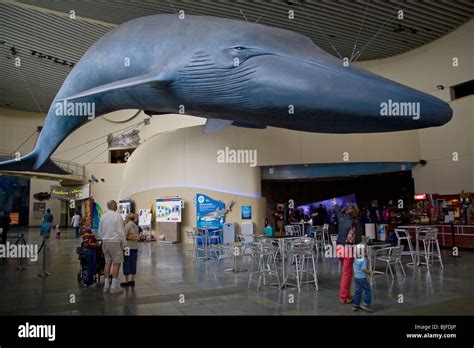 Humpback Whale, Aquarium of the Pacific, Long Beach, Los Angeles County ...