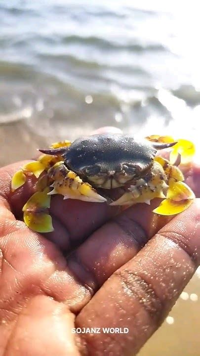 🦀ഈ ഞണ്ടിനെ കണ്ടോ ഫ്രണ്ട്‌സ് 👀🦀ബീച്ചിൽ നിന്ന് കിട്ടിയ ഞണ്ട്🦀 Shorts