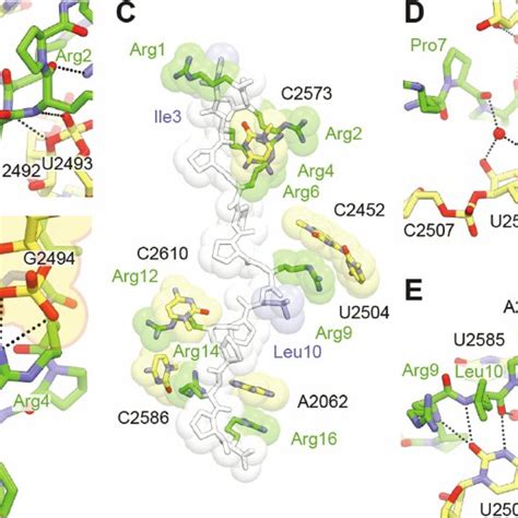 Specificity Of Bac7 For Bacterial And Eukaryotic Ribosomes A Download Scientific Diagram