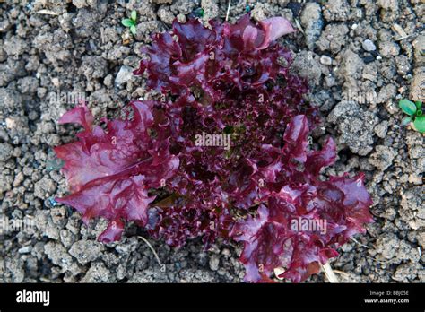 Lollo rosso -Fotos und -Bildmaterial in hoher Auflösung – Alamy