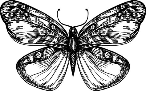 Butterfly With Open Wings Top View The Symmetrical Drawing Graphics