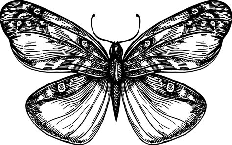 Black Butterfly Drawing