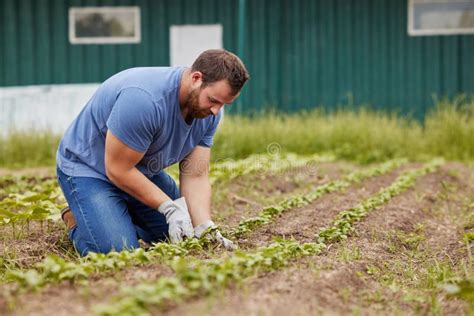 Sustainable Farmer Planting And Growing Vegetable Crops Or Plants On