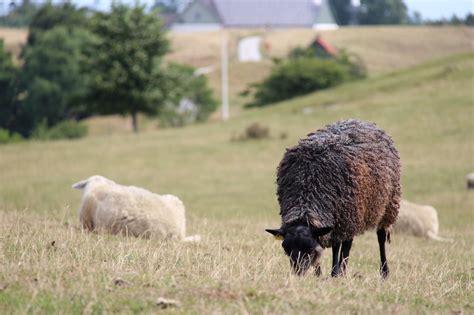 Wallpaper People Grass Field Wildlife Farm Sheep Grassland