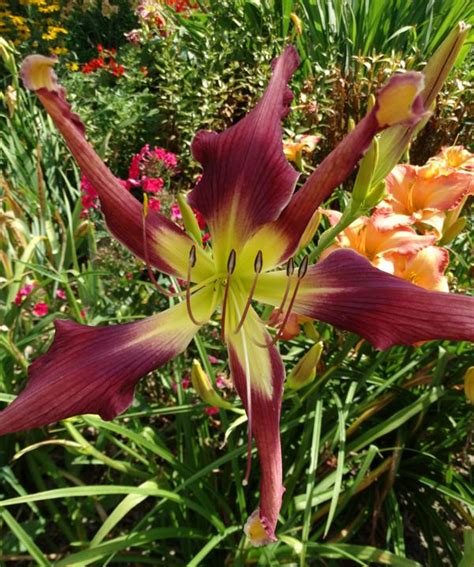 Oak Hill Daylilies Purple Satellite