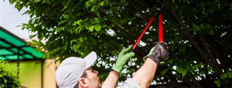 What Is The Difference Between Tree Lopping And Tree Pruning