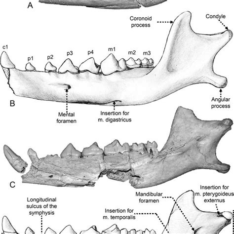 Deinogalerix koenigswaldi Freudenthal, 1972. Sphenorbital area of the ...