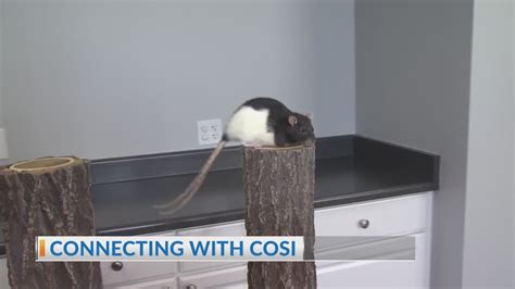 Connecting With Cosi Rat All Stars Learn New Skill Nbc4 Wcmh Tv