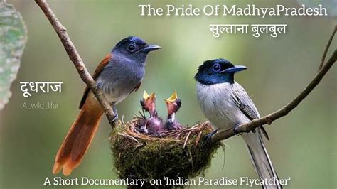 Indian Paradise Flycatcher Short Documentary On State Bird Of