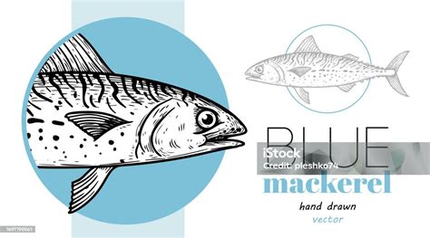 Hand Drawn Sketch Style Blue Mackerel Design Template Fish Restaurant