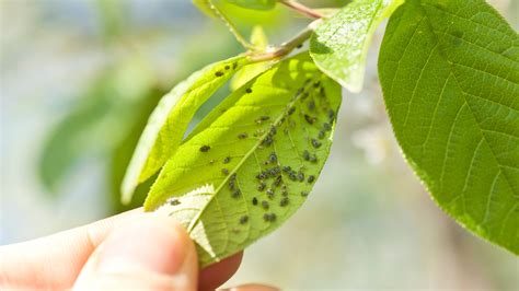 24 Amazing Benefits and Uses of Neem Oil for Plants