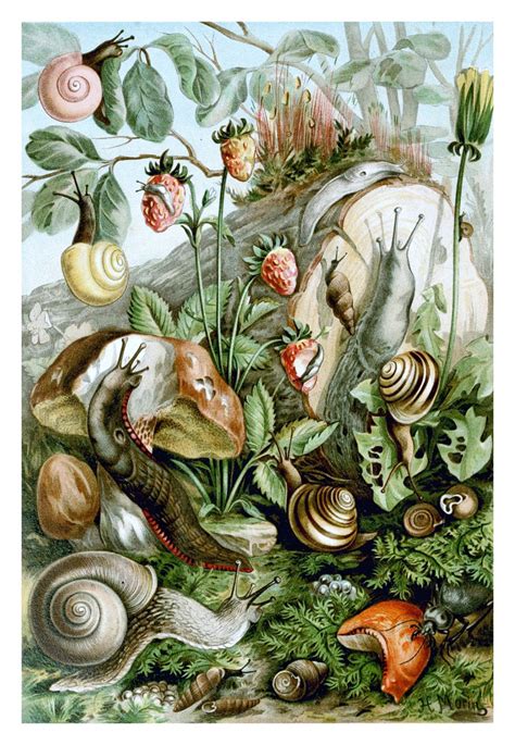 Vintage Illustration Snails Free Stock Photo Public Domain Pictures