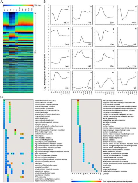 Clustering And Gene Ontology Go Enrichment Analysis Of Gene Download Scientific Diagram