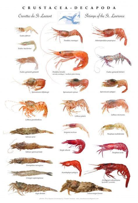 90 Amazing What Are The Sizes Of Shrimp - insectza