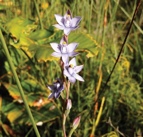 Orchid T Purpurata Land For Wildlife