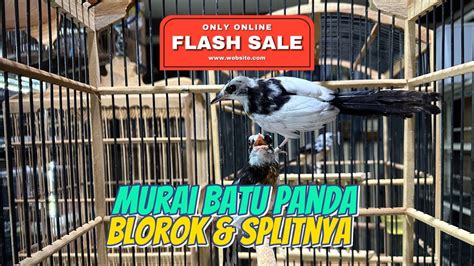 OBRAL MURAI BATU PANDA DAN BLOROK SPESIAL HARI NATAL YouTube