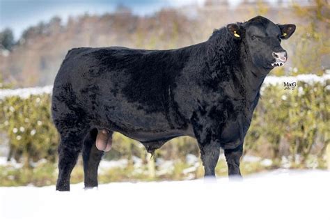 Bull for Sale - Ettrick Bluetooth V241 - Aberdeen-Angus Cattle Society