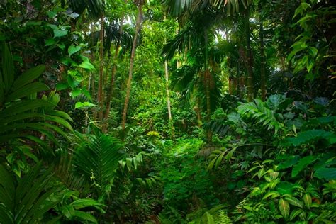 Premium Photo Tropical Jungles Of Southeast Asia