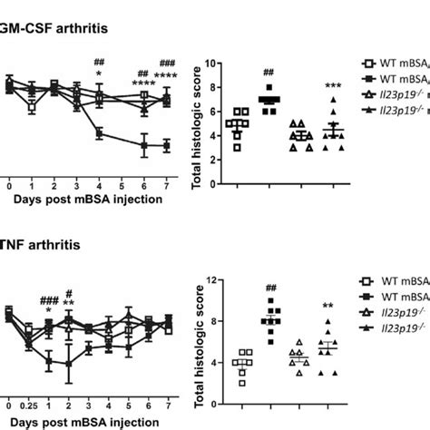 IL 23 Is Required For GM CSF TNF And CCL17 Driven Inflammatory