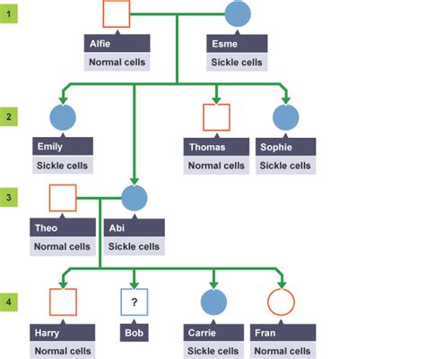 Classification Variation And Inheritance Mind Map