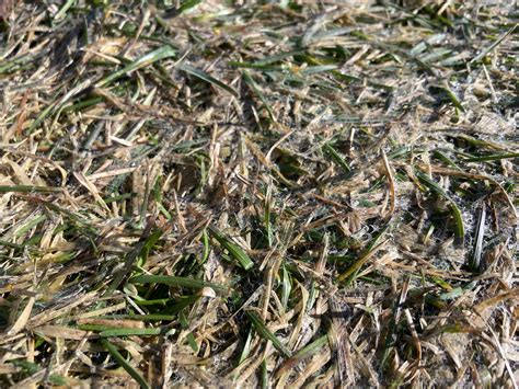 Black Mold On Grass