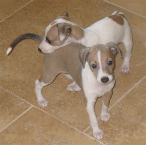 Italian_Greyhound_Puppies | Baby Animal Zoo