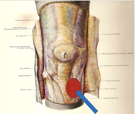 Knee Archives Dr Justin Dean