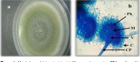 Figure 1 From Inhibition Of Aflatoxin B1 Production Of Aspergillus