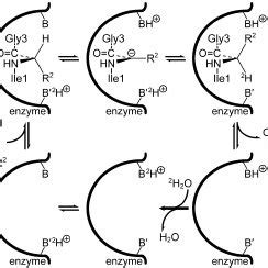 Scheme 1. Proposed two-base-mechanism for the isomerase reaction. The ...