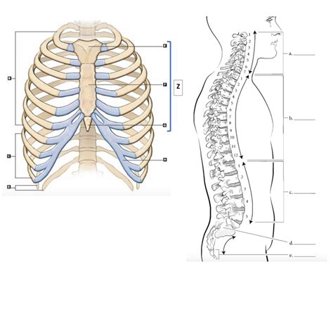 Ribs Sternum Vertebrae Class Set 22 23 Diagram Quizlet