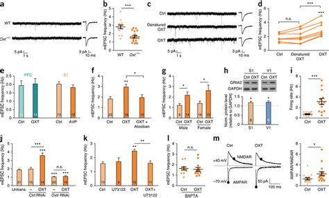 Oxytocin Application Significantly Increased Excitatory Synaptic