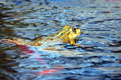 Free Picture Water Frog Lake Zoology Amphibian Animal Swamp