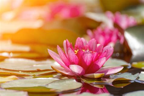 Pink Lotus Water Lily Flower In Pond Waterlily With Green Leaves