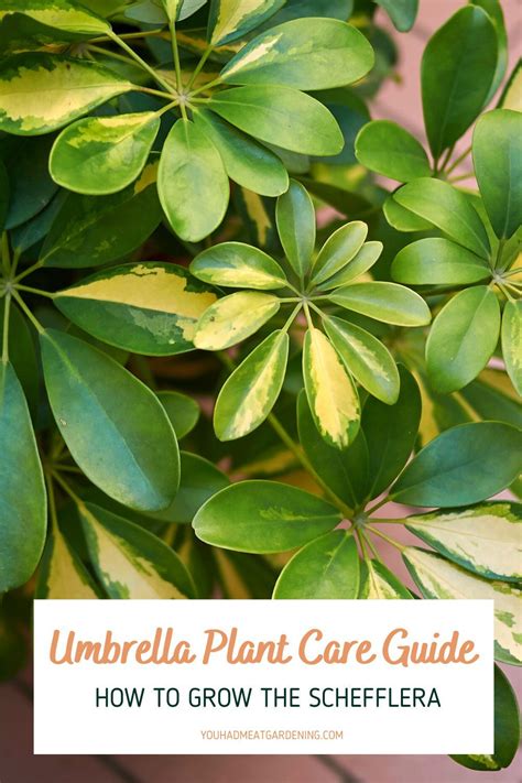 Umbrella Plant Care Guide How To Grow The Schefflera You Had Me At