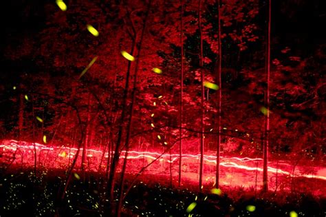 Synchronous Fireflies Light Up The Smoky Mountains