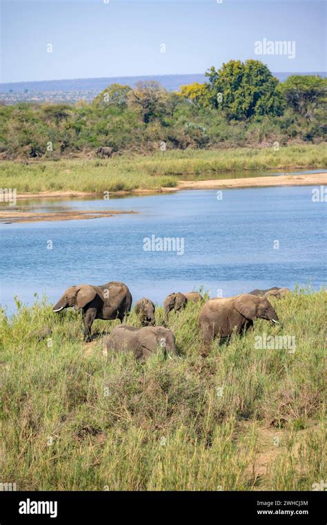 African Elephants Loxodonta Africana On The Banks Of The Sabie River Kruger National Park