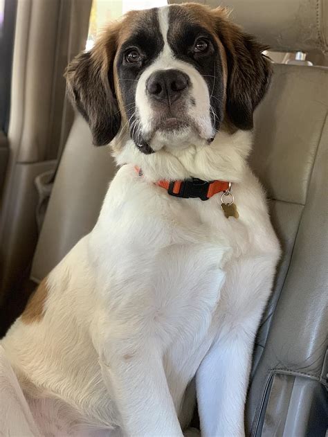 St Bernard Husky Mix Everything You Need To Know Prefurred