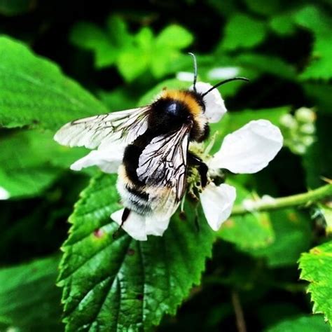 Join The Great British Bee Count Spotted This Chap At Enbrook Park