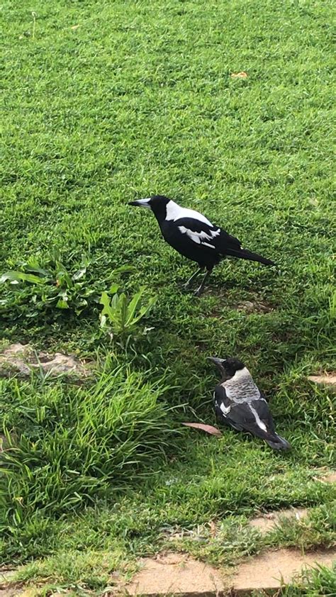 Male magpie mimicking sounds : r/AustralianBirds